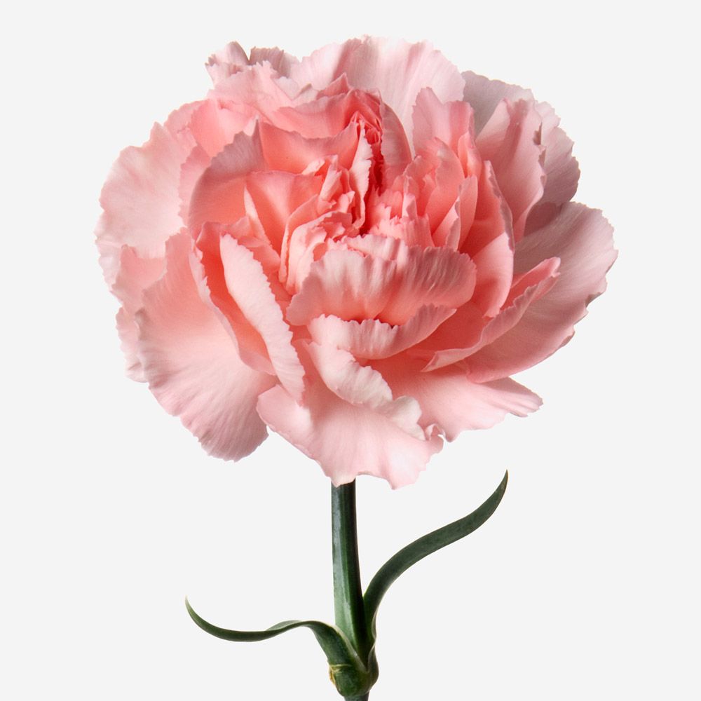 CARNATION
