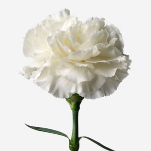 CARNATION