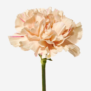 CARNATION