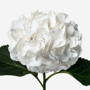WHITE HYDRANGEA