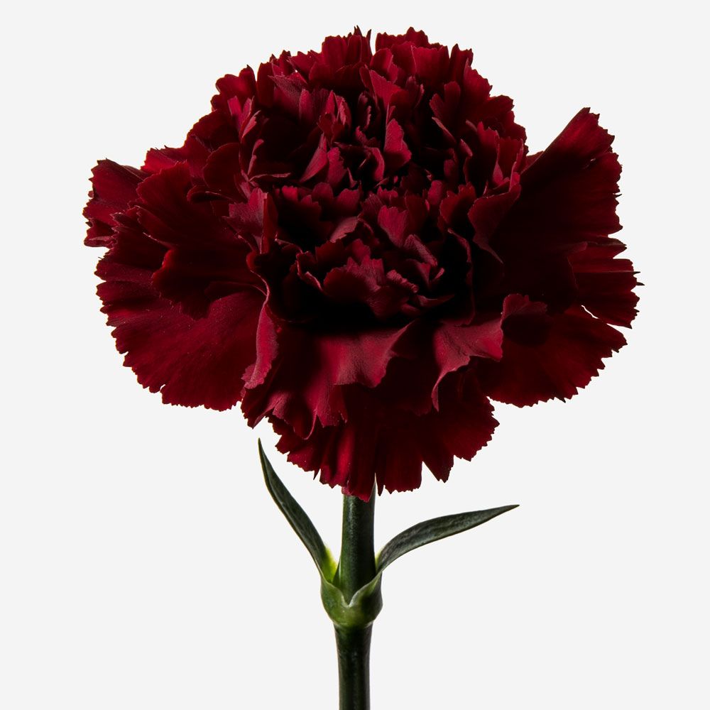 CARNATION
