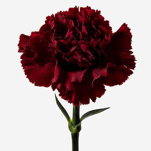 CARNATION