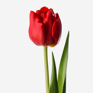 DUTCH TULIP