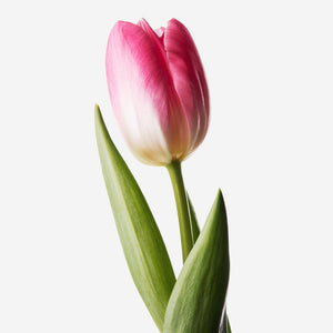 DUTCH TULIP