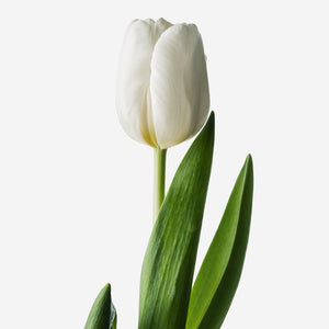 DUTCH TULIP